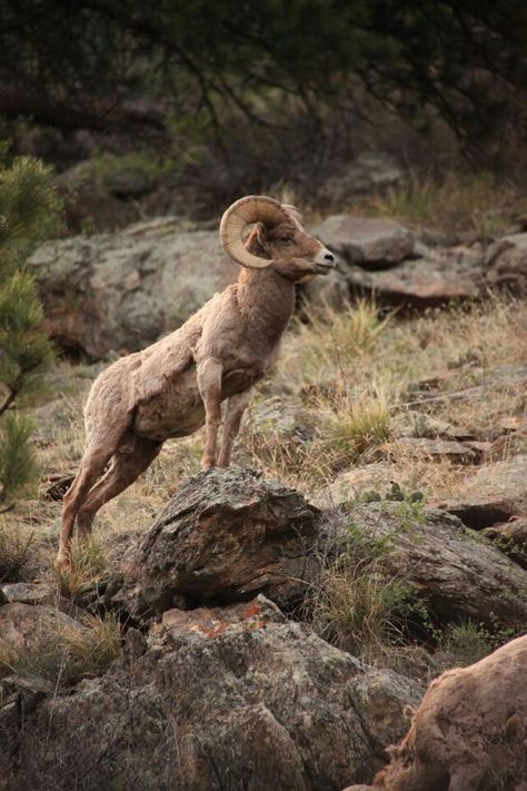 Estes Park CO Horned Animals, Animals List, Animals With Horns, World Animals, Big Horn Sheep, Mountain Goats, Bighorn Sheep, Mule Deer, Mountain Goat