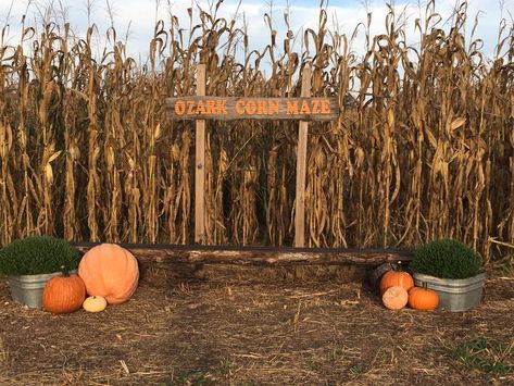 Facebook/Ozark Corn Maze Hay Maze, Beautiful Farm, Resort Style Pool, Corn Maze, Fall Travel, Fall Fun, Arkansas, Corn, Lost