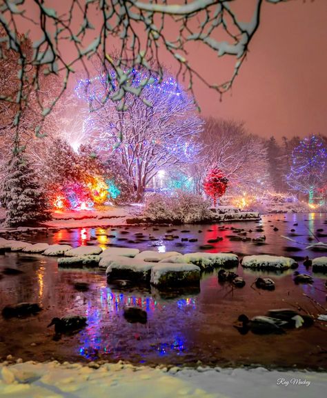 🇨🇦St. John’s, NL ❤️ | Bowring Park... - Adrian Reyno Braza Newfoundland Christmas, St Johns Newfoundland, Staring Contest, Labrador Canada, Winter Blankets, Newfoundland And Labrador, St Johns, Newfoundland, Merry And Bright