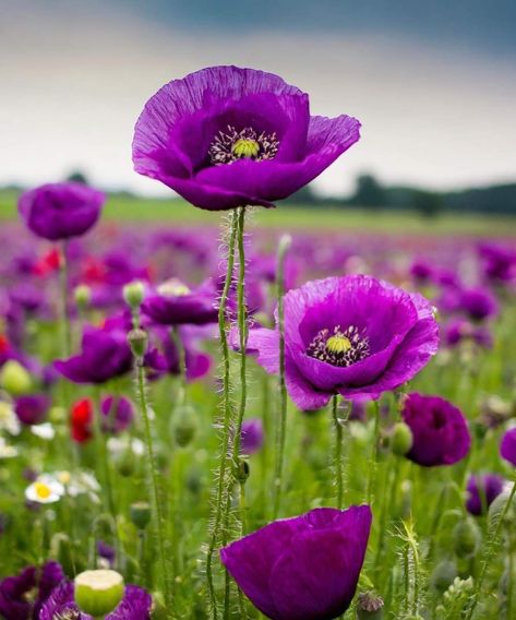 Wildflower Arrangements, Growing Poppies, Purple Flowering Plants, Purple Poppy, Wildflowers Photography, Very Beautiful Flowers, Purple Poppies, Big Garden, Hardy Perennials