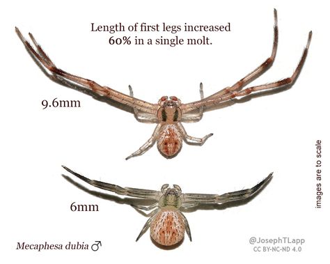 How Spiders Get Bigger by Molting Biggest Spider, Cool Spider Species, Spider Eating, Types Of Jumping Spiders, Huntsman Spider, Spider Meme, Crab Spider, Soft Legs, Big Spiders