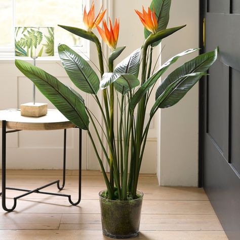 5 Indoor Houseplant Trends for 2020 | Hadley Court - Interior Design Blog Indoor Tropical Plants Houseplant, Trendy Plants Indoor, Big Plants Outdoors, Big Leaf House Plants, Plants For Birds, Indoor Plants With Flowers, Statement Plants Indoor, Big Leaf Indoor Plant, House Plants Decor Indoor