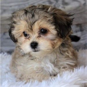 Browse the widest, most trusted source of Shihpoo puppies for sale. Search by desired gender, age, and more at PuppySpot.com. Free Puppies For Adoption Near Me, Puppies For Sale Near Me Free, Shipoo Puppies, Free Puppies For Adoption, Shihpoo Puppies, Small Cute Puppies, Toy Puppies For Sale, Poodle Cute, Small Dogs For Sale