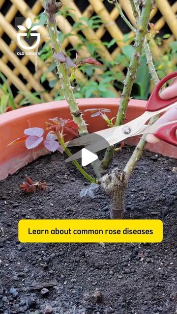 Green Garden on Instagram: "Do you like this video?" Rose Planting Ideas, Rose Bush Care, Rose Plant Care, Rose Plant, Planting Ideas, Rose Care, Plant Hacks, Fertilizer For Plants, Planting Roses