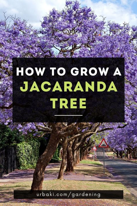 Jacaranda Tree Garden, Wisteria Trees, Feldman Architecture, Jacaranda Trees, Low Maintenance Landscaping Front Yard, Texas Garden, Garden Landscaping Ideas, Plant Friends, Growing Trees