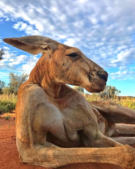 Roger, The Incredibly Buff Kangaroo, Has Died At Age 12 | HuffPost Mules Animal, Red Kangaroo, Australian Wildlife, Australian Animals, Cute Wild Animals, Wildlife Animals, Wild Life, On The Ground, Animal Tattoos