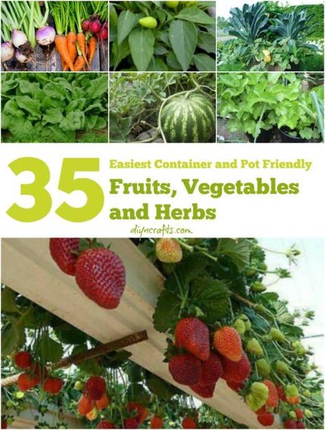 The 35 Easiest Container and Pot Friendly Fruits, Vegetables and Herbs - Page 3 of 3 - DIY & Crafts Container Vegetables, Big Backyard, Container Gardening Vegetables, Fruit Garden, Apartment Garden, Veggie Garden, Growing Food, Edible Garden, Small Balcony