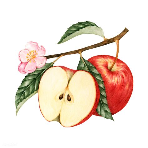 Illustration of red apple | premium image by rawpixel.com / Noon Apple Sketch, Apple Drawing, Drawing Apple, Apple Illustration, Apple Stickers, Fruits Drawing, Free Illustration Images, Sticker Png, Fruit Illustration