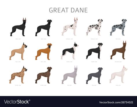 Dog Set Up In Apartment, Great Dane Pictures, Great Dane Colors, Great Dane Harlequin, Harlequin Great Dane, The Great Dane, Dog Behavior Problems, Basic Dog Training, Great Dane Puppy