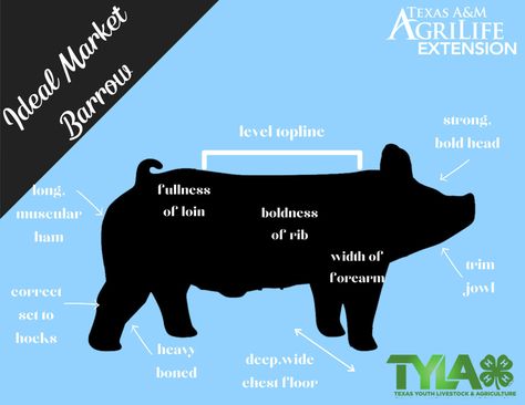 Agriculture Education Classroom, Agriculture Classroom, Show Pigs, Show Livestock, Agriculture Facts, Livestock Judging, Ag Day, Ag Education, Pig Showing