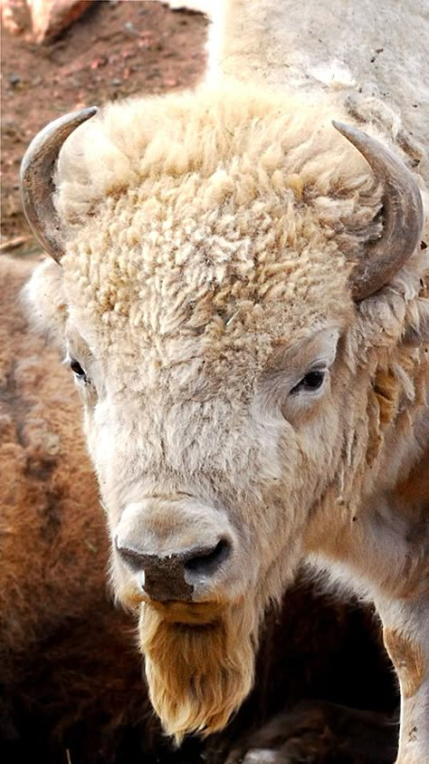 Buffalo Pictures, Buffalo Animal, Buffalo Art, American Buffalo, Buffalo Bison, White Animals, Albino Animals, American Bison, Mule Deer