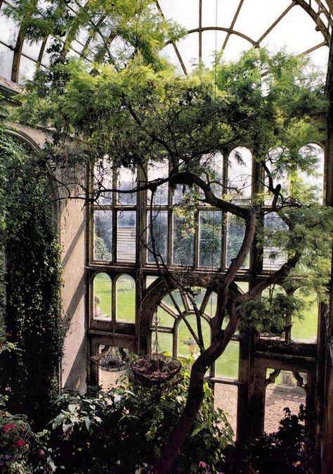 Arched Window, Botanical Garden, Paris photo via happy Conservatory Greenhouse, Lots Of Windows, Secret Gardens, Indoor Gardens, Glass House, Winter Garden, Garden Room, Dream Garden, Abandoned Places