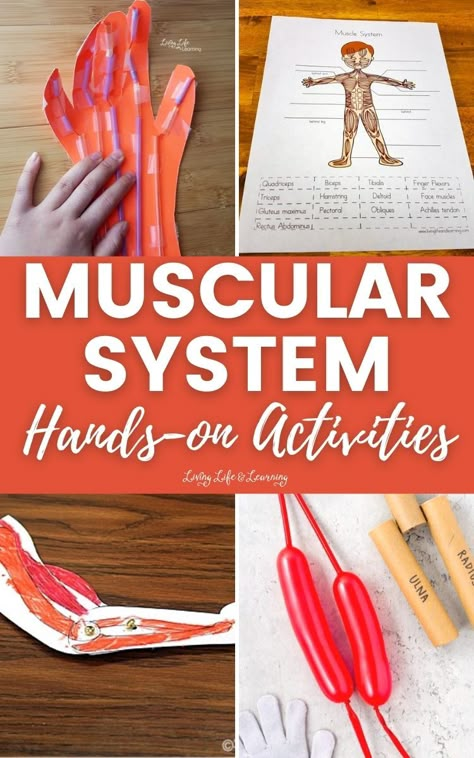 Muscle Model Anatomy Project, Skeletal And Muscular System Activities, Muscular System Activities For Elementary, Elementary Human Body Activities, Human Body Hands On Activities, Muscular System Project Ideas, Muscle Activities For Kids, Anatomy Activities For Kids, Muscular System Project