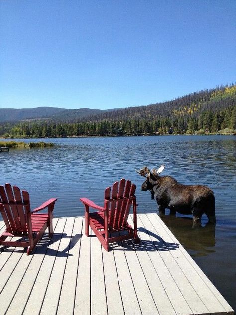 Moose Grand Lake, Lake Living, Body Of Water, Into The Woods, Back To Nature, Lake Life, Cabins In The Woods, Pics Art, Beautiful World