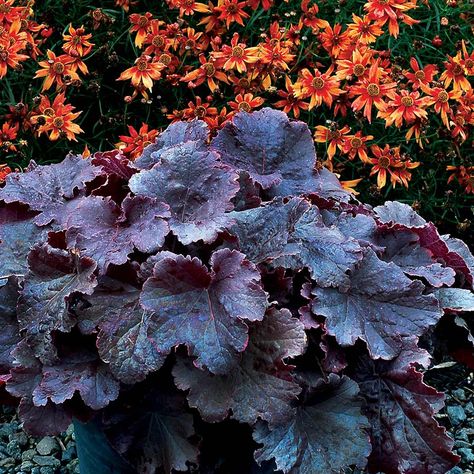 Heuchera NORTHERN EXPOSURE™ Collection | TERRA NOVA® Nurseries, Inc. Black Heuchera, Oregon Gardening, October Flowers, Goth Garden, Northern Exposure, Gothic Garden, Coral Bells, Terra Nova, Organic Soil