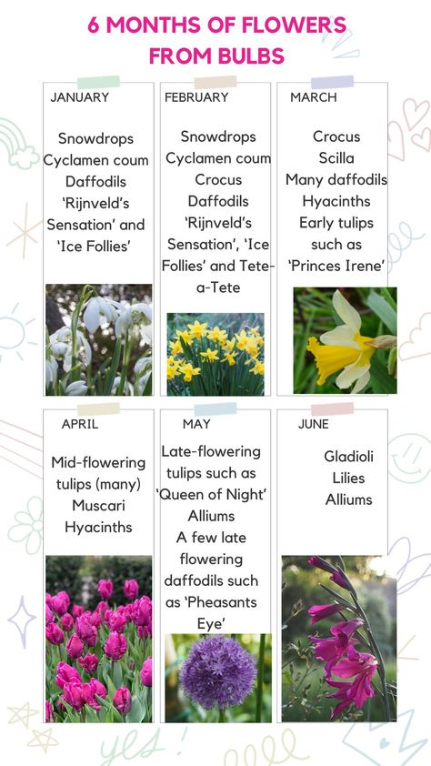 Night' Alliums A few late flowering daffodils such as 'Pheasants Eye' JUNE Gladioli Lilies Alliums 1 ! Uk Garden Plants, Bulb Flowers Garden, Bulb Planting Design, Bulb Garden Design Layout, Bulb Planting Ideas, Colourful Garden Ideas, Pallett Garden, Farming Knowledge, Flowers To Plant In Spring