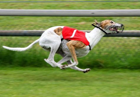 The History of Dog Racing in Florida Greyhound Racing, Horse Betting, Greyhounds Racing, Bridge City, Grey Hound Dog, Best Dog Food, Best Dog Breeds, Dog Runs, Sporting Dogs