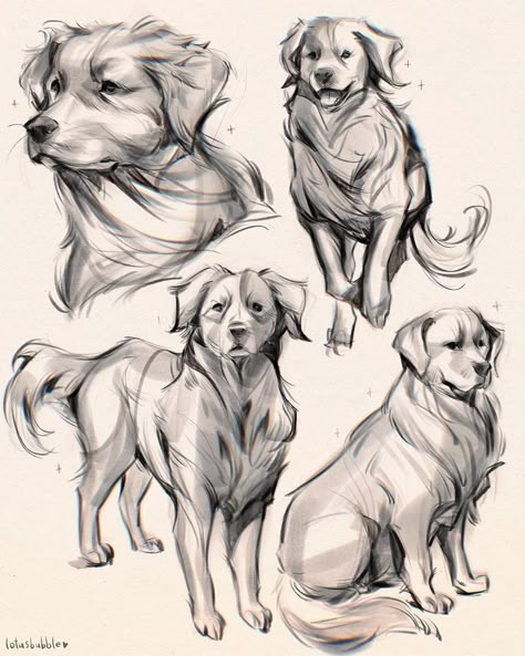 Dog Design Art, Puppy Sketch, Canine Drawing, Human Figure Sketches, Dog Anatomy, Dog Sketch, Animal Anatomy, Creature Drawings, Arte Sketchbook