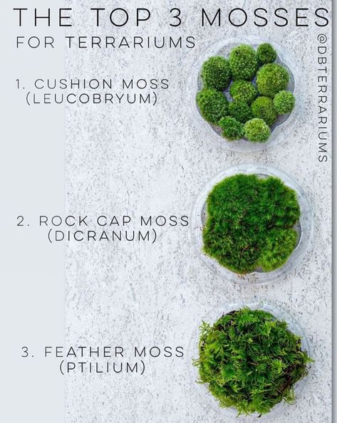 Gothic Terrarium Ideas, Small Terrarium Plants, Mossarium Moss Terrarium, Moss Terrarium Ideas, Terrarium Ideas Unique, Plants For Terrariums, Moss Terrariums, Best Terrarium Plants, Terrarium Scene