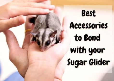 Sugar Glider Cage Ideas, Sugar Glider Habitat, Crochet Sugar Glider, Diy Sugar Glider Toys, Sugar Glider Food, Sugar Glider For Sale, Sugar Glider Baby, Sugar Glider Pouch, Sugar Glider Pet