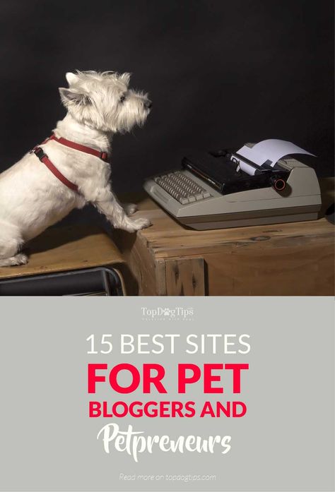 Great Small Business Ideas, Dog Breeding Business, Dogs Instagram, Dog Business, Working Online, Pet Blog, Pet Businesses, Blogging Resources, Dog Tips