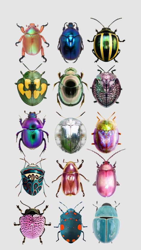 Traditional Tattoo Ideas, Desain Editorial, Cool Bugs, Bug Art, Beautiful Bugs, Insect Art, Arte Inspo, Game Concept, Bugs And Insects