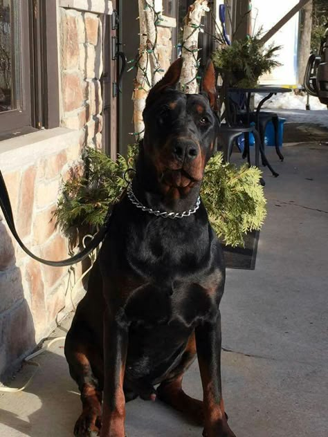 Big Doberman, Male Doberman, American Doberman, European Doberman, Doberman Puppies, Fat Dog, Doberman Love, Doberman Pinscher Dog, Doberman Puppy