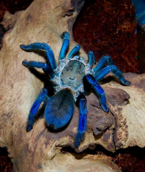 Haplophelma lividum. Blue cobalt spider.  Preciosa y agresiva tarántula asiática, dentro de mi selecto grupo de favoritas. Blue Tarantula, Pet Tarantula, Arachnids Spiders, Spider Species, Pet Spider, Cool Bugs, Beautiful Bugs, Creepy Crawlies, Arthropods