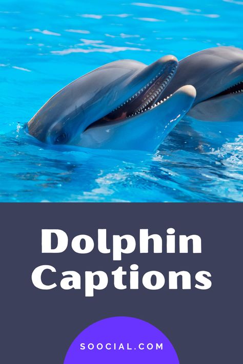 Dolfins Dolphins Pictures, Dolphin Quotes Inspirational, Dolphin Puns, Instagram Hastags, Dolphins Quotes, Ocean Captions, Dolphin Quotes, Get Well Soon Quotes, Funny Dolphin