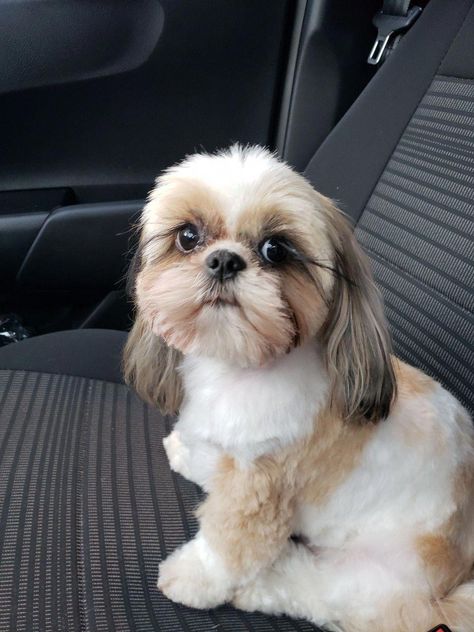 Cute Dog Shitzu, Shitzu Haircut, Shitsu Dog, Shihtzu Haircut, Shih Tzu Haircut, Shitzu Haircuts, Dog Shitzu, Puppy Haircut, Shih Tzu Haircuts