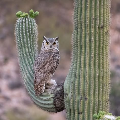 Owl In Cactus, Desert Birds Arizona, Arizona Desert Animals, Nevada Wildflowers, Western Whimsigoth, Desert Owl, Desert Birds, Texas Wildlife, Desert Wildlife