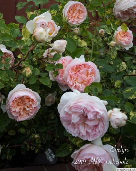 'Evelyn ™ (shrub, Austin, 1991)' rose, click to enlarge Jude The Obscure Rose, Evelyn Rose, Jude The Obscure, David Austin Rose, Fairytale Garden, Austin Rose, David Austin Roses, Garden Rose, David Austin