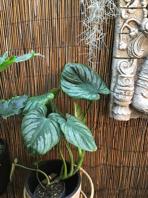 Silver Cloud, House Plants, Silver, Plants