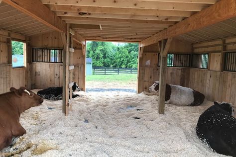 Cow Stall, Cow Barn Ideas, Cow Shelter, Cattle Barn Designs, Witchy Cabin, Small Farm Ideas, Cattle Housing, Cow Barn, Livestock Barn