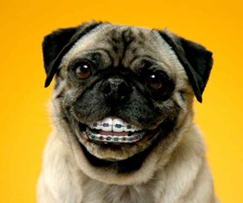 You may ask if dogs can get braces for their teeth,do we have really an option that our dog’s teeth straightened out to perfection?  yes the dog can get braces,but only in certain situation a veterinarian orthodontist can perform this procedure. Dog Braces, Dental Braces, Teeth Straightening, Teeth Braces, Best Teeth Whitening, Dental Humor, Oil Pulling, Smiling Dogs, Animal Hospital