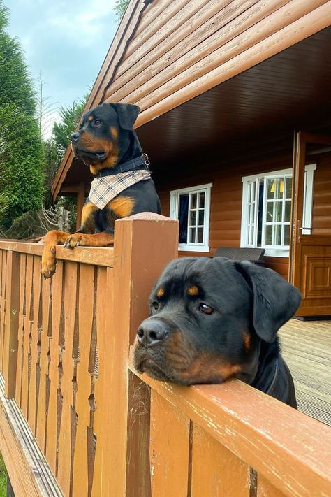 large black and brown rottweiler dog breed sitting outdoors in the city Rottweiler Dog Breed, Herding Cattle, Rottweiler Breed, Protective Dogs, Best Guard Dogs, Big Dog Breeds, Rottweiler Lovers, Great Dane Dogs, Rottweiler Puppies