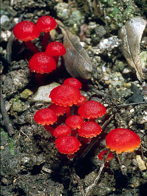 Waxy Gills | Flickr - Photo Sharing! Mushrooms Growing, Red Mushrooms, Lichen Moss, Mushroom Pictures, Plant Fungus, Slime Mould, Mushroom Fungi, Wild Mushrooms, Mushroom Art