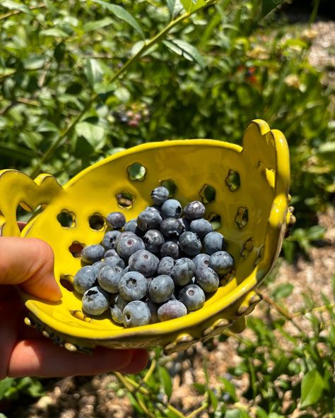 Yellow berry bowl fresh from the kiln! Fortunate day for this as we’re hitting 100 degrees today and these berries are cooking! Can’t wait to bring this and another berry bowl to @portlandnightmarket this Friday (7/12) and Saturday (7/13) 4-11 PM. #ceramics #pottery #handmadepottery #handmadeceramics #pdxartist #pdxevents #pdxceramics #berrybowl #ceramicberrybowl #yellowpottery Berry Bowls Pottery, Ceramic Berry Bowl, Bowls Pottery, Yellow Pottery, Clay Bowls, Independent Study, Clay Bowl, Cabin Ideas, Berry Bowl