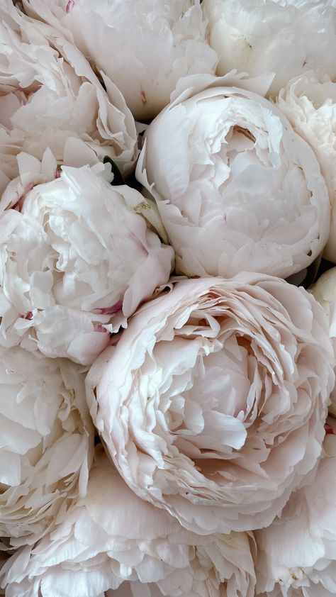 Era Victoria, Wedding Flowers Peonies, Decoration Shabby, Pink Wedding Flowers, Flower Therapy, Luxury Flowers, White Peonies, Flower Phone Wallpaper, Peony Flower