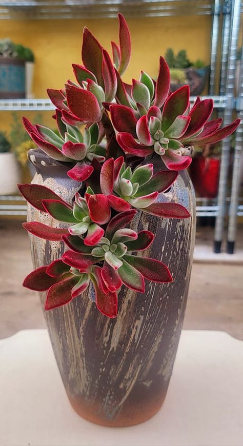 Red Shrubs, Ghost Plant, Succulent Garden Design, Potted Plants Outdoor, Colorful Succulents, Flower Pots Outdoor, Ruby Slippers, Succulent Gardening, Succulents Indoor