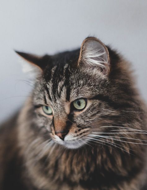 Thanks to Jonathan Cooper for making this photo available freely on @unsplash 🎁 Crazy Cat Pictures, Photo To Watercolor, Silver Tabby Cat, Safari Photography, Cat Tent, Persian Cats, Russian Blue Cat, Cat Animal, Free Cats