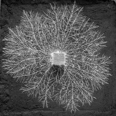 An image of a fungal network. Micellium Art, Mycelium Network Art, Mycelium Drawing, Fungal Network, Mycelium Tattoo, Mycelium Network, Slime Mould, Vegetable Prints, Nature Drawing