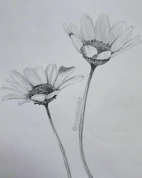 Quick drawing ☺ #draw #drawing #sketch #sketching #art #arty #artwork #flower #flowers #daisy #blackandwhite #pencil #pencildrawing #detail… Flowers Drawing Pencil, Daisy Flower Drawing, Flower Sketch Pencil, Realistic Flower Drawing, Daisy Drawing, Flowers Sketch, Lilies Drawing, Wildflower Drawing, Pencil Drawings Of Flowers