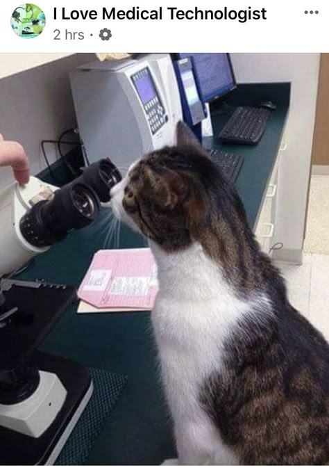 Biomedical Science, Medical Laboratory, Science Lab, A Cat, Lab, Medical, Science, Desk