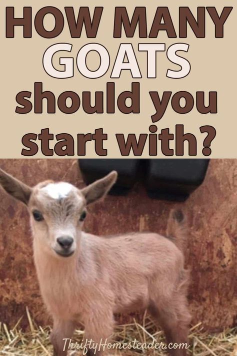 Breeding Goats, Keeping Goats, Homesteading Animals, Mini Goats, Pet Goat, Feeding Goats, Goat Herding, Raising Farm Animals, Goat Care