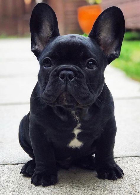 France Bulldog, Frenchie Bulldog, Cute Animals Puppies, Frenchie Puppy, Cute French Bulldog, Puppy Photos, Pomeranian Puppy, Dog Party, French Bulldog Puppies