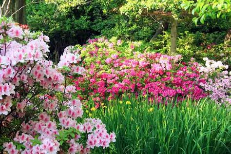 Great Bulbs and Perennials as Companion Plants for Azaleas and Rhododendrons Evergreen Azaleas, Azaleas Landscaping, Barn Landscaping, Non Flowering Plants, Tomatoes In Containers, Azaleas Garden, Companion Gardening, Plants Tips, Growing Tomatoes In Containers