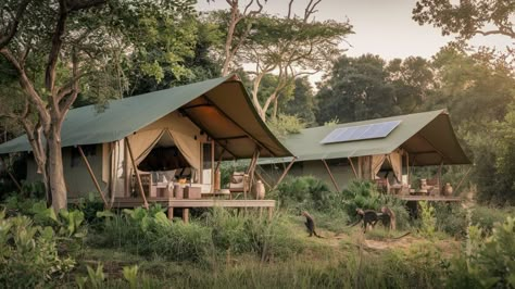 Jungle Safari Tents for Adventure | Supplier & Manufacturer Pvc Tent, Arabian Tent, Moroccan Tent, Army Tent, Tents For Camping, Glamping Tents, Car Tent, Safari Tent, Boho Lifestyle