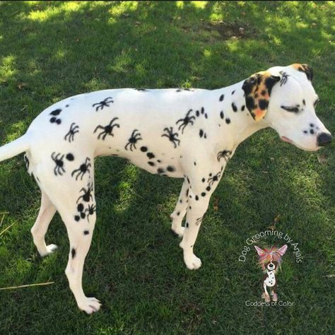 Spider dalmatian Halloween Dog Dye Ideas, Dog Dye Ideas, Dalmatian Long Hair, Opawz Creative Grooming, Creative Dog Grooming, Dog Hair Dye Ideas Halloween, Dog Creative Grooming, Dog Halloween Hair Dye, Dalmatian Fur Coat