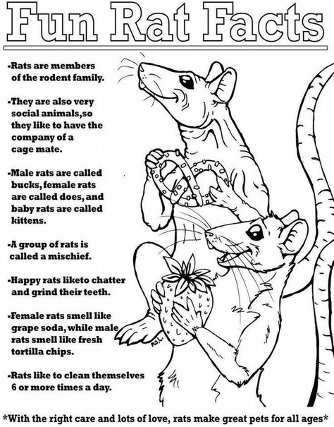 Rat Facts, Rat Ideas, Dumbo Rats, Parrot Facts, Rat Care, Classroom Pets, Dumbo Rat, Pet Rodents, Baby Rats